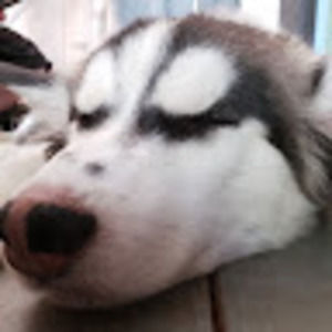 Meet your Posher, Lucas